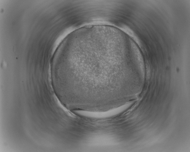 X0000071331006200607141901