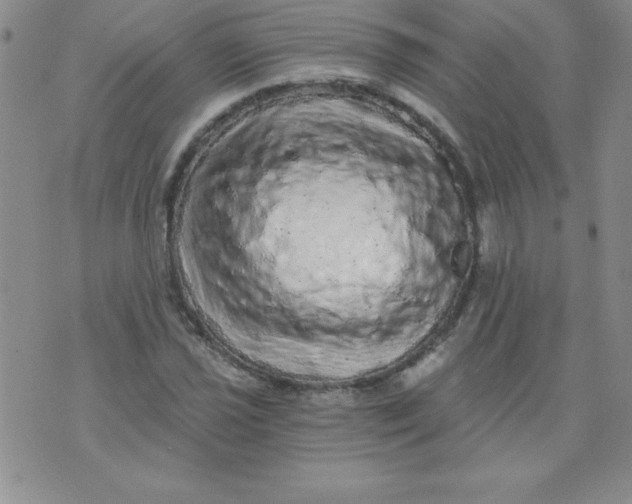 X0000071331021200607141900