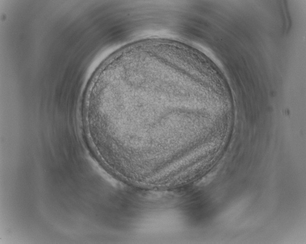 X0000071331056200607141901