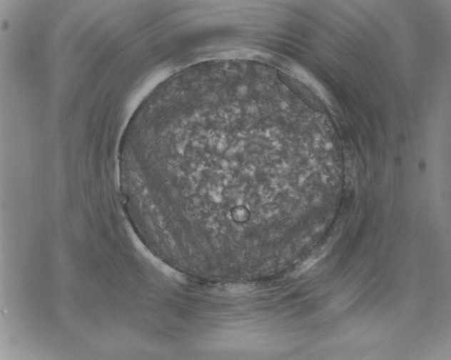 X0000071331095200607141859