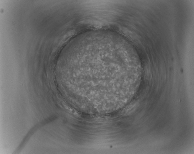 X0000071331105200607141858