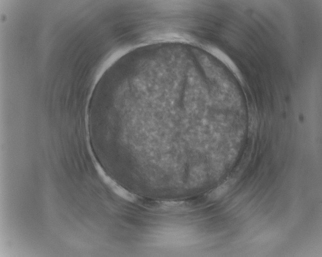 X0000071331439200607141854