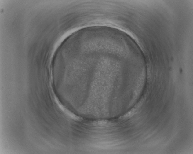 X0000071331515200607141853