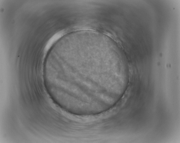 X0000071330006200607212019