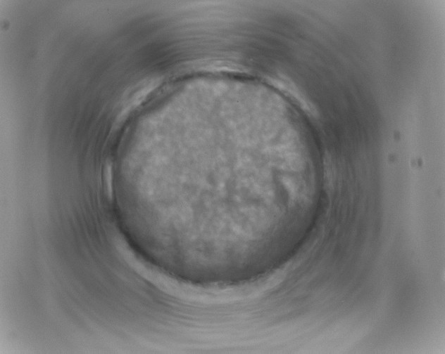 X0000071330014200607212018