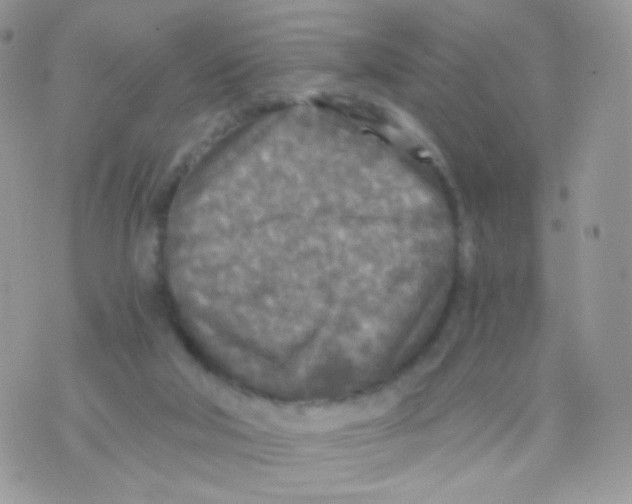 X0000071330018200607212018