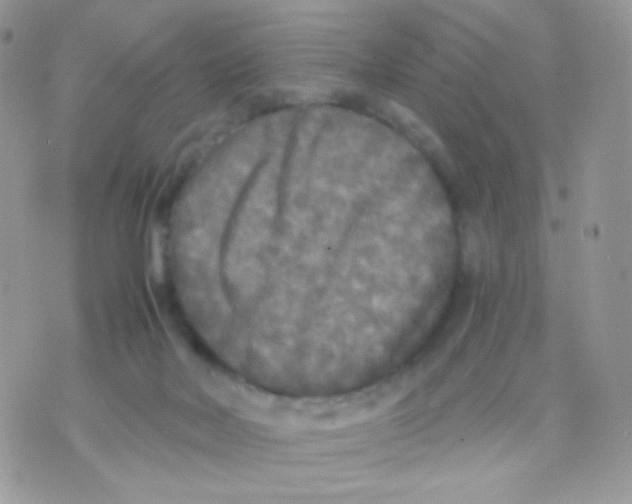 X0000071330026200607212018