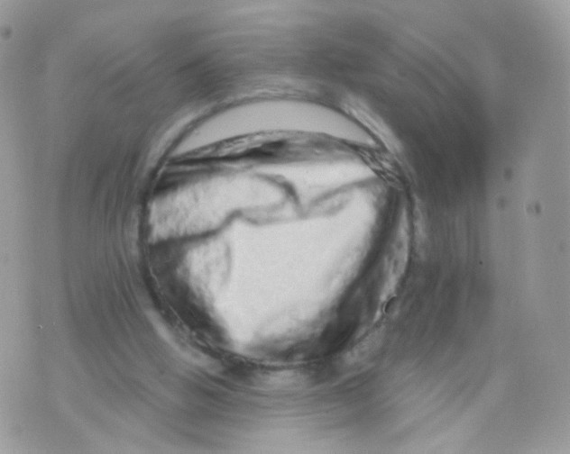 X0000071330058200607212017