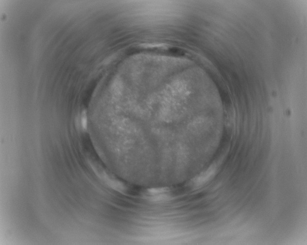 X0000071330095200607212018