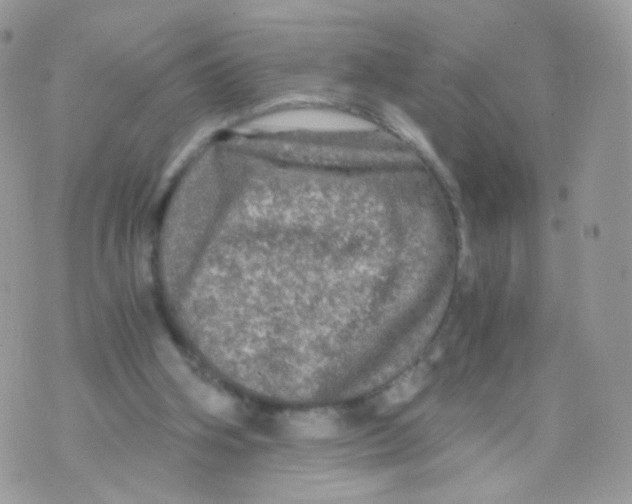 X0000071330106200607212017