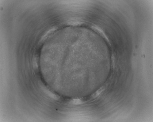 X0000071330114200607212017