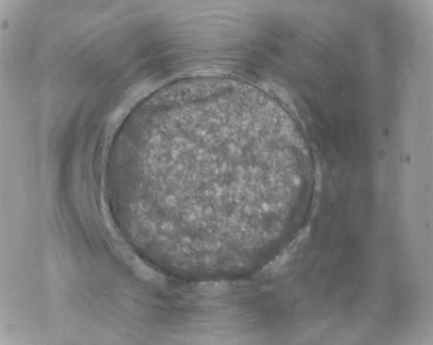 X0000071330145200607212015