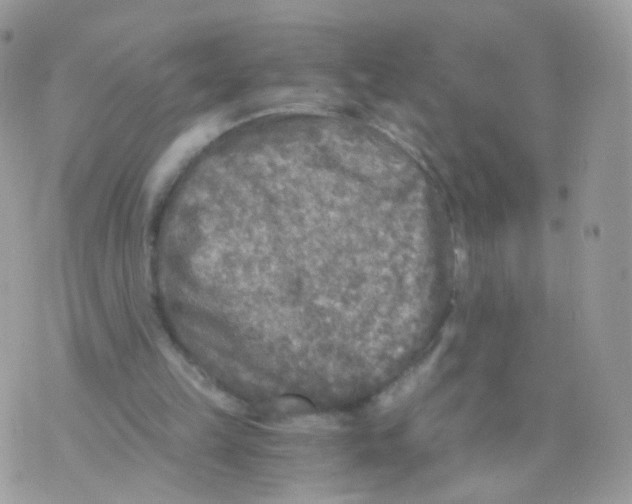 X0000071330149200607212016