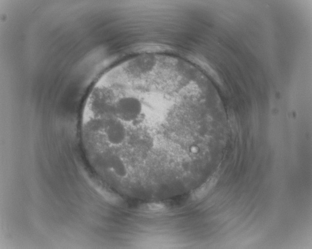 X0000071330159200607212016