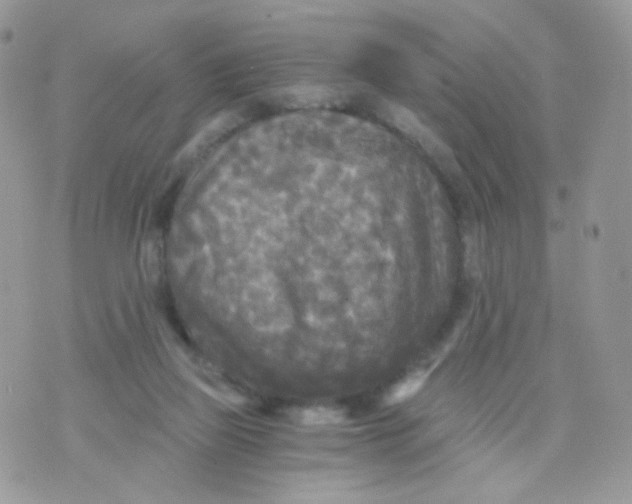 X0000071330165200607212016