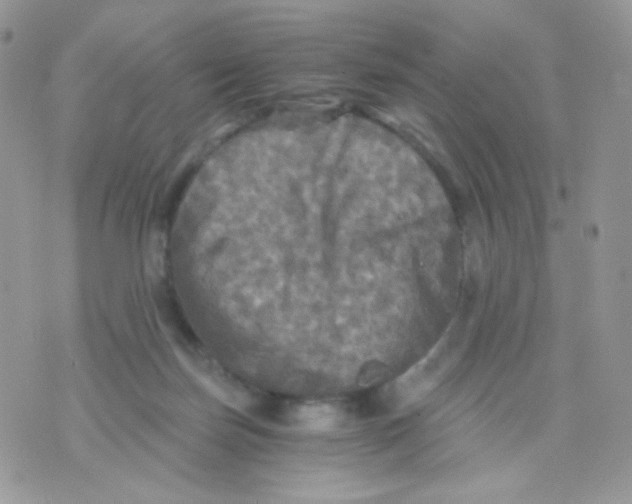 X0000071330171200607212016