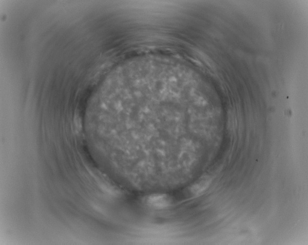 X0000071330173200607212016