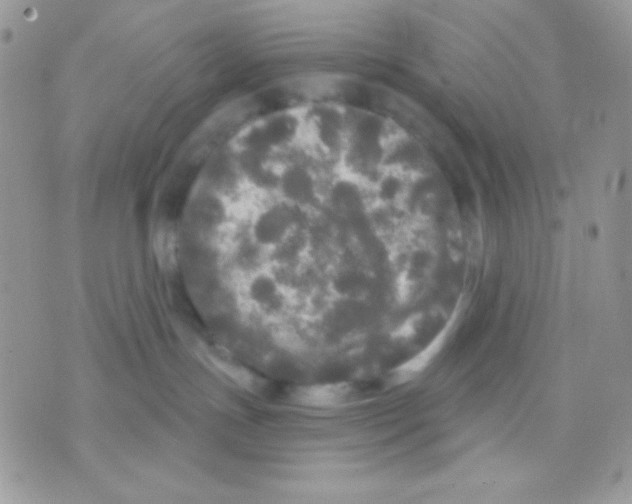 X0000071330191200607212016