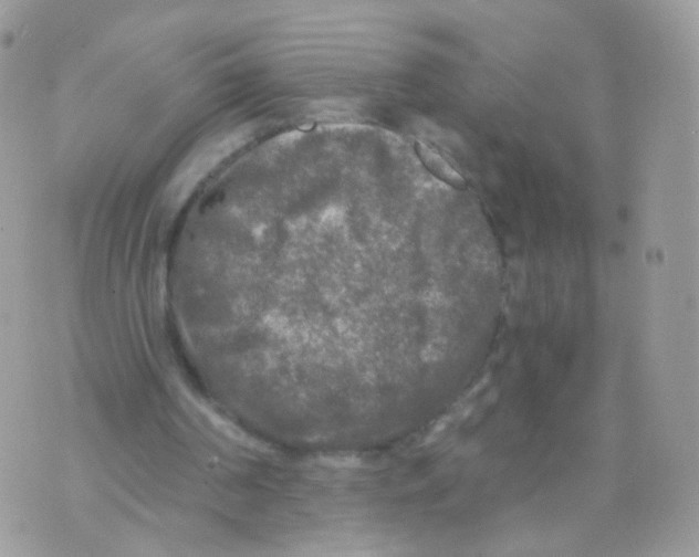 X0000071330194200607212015