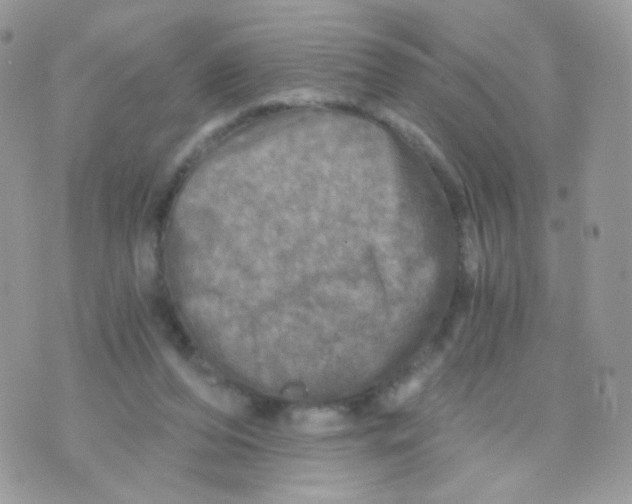 X0000071330208200607212015