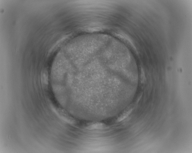 X0000071330210200607212015