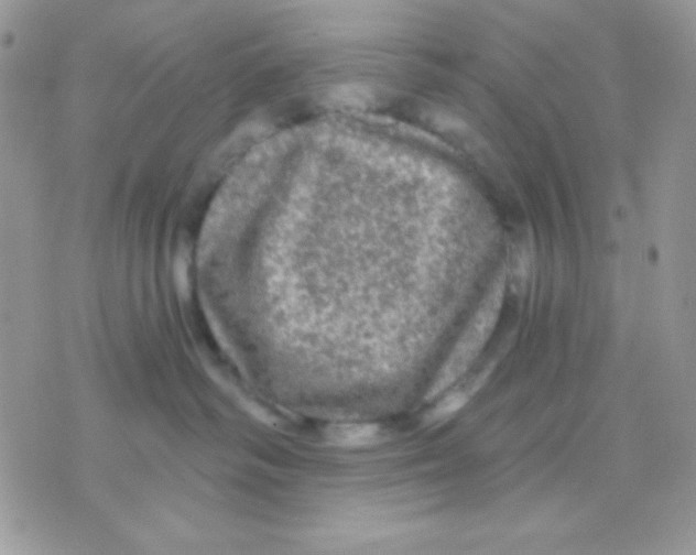 X0000071330334200607212013