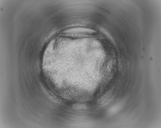 X0000071330354200607212013