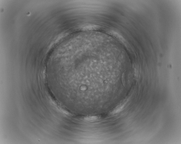 X0000071330357200607212013