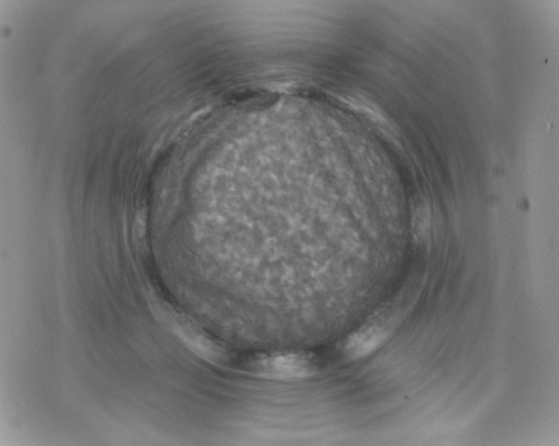 X0000071330365200607212013