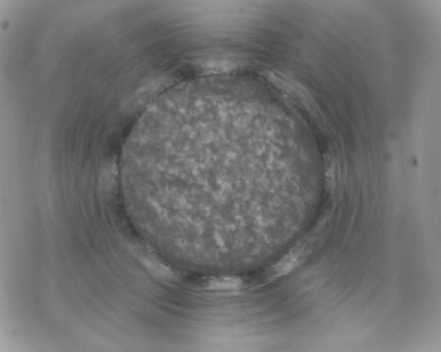 X0000071330369200607212013