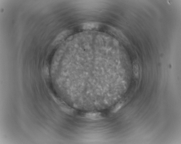 X0000071330375200607212013