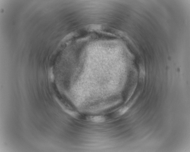 X0000071330383200607212013