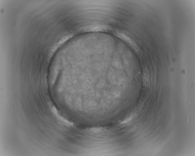 X0000071330394200607212012