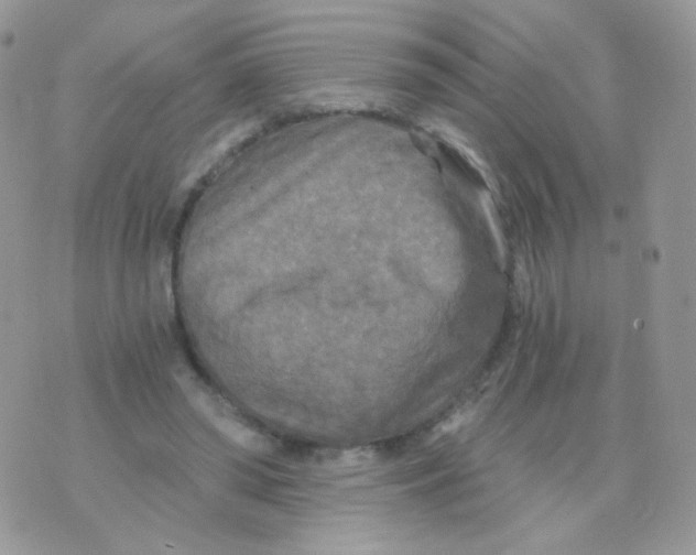 X0000071330398200607212012