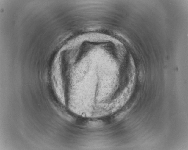 X0000071330455200607212011