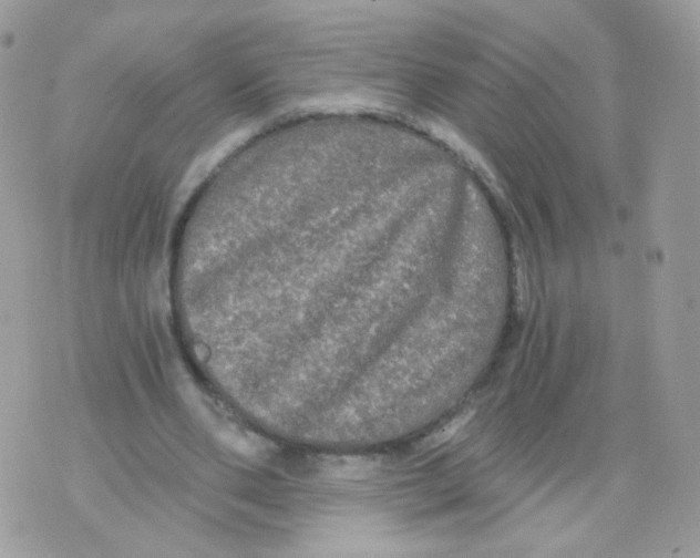 X0000071330486200607212011