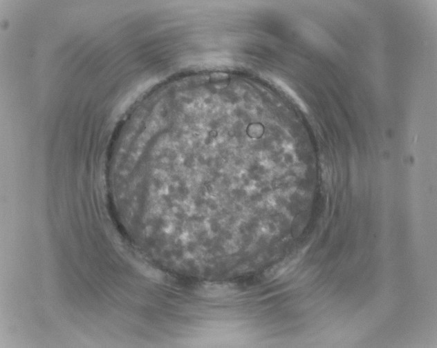 X0000071330487200607212011