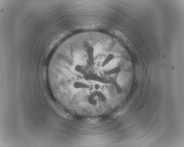 X0000071330495200607212011