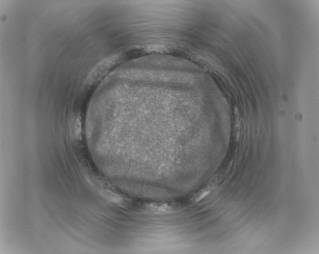 X0000071330502200607212010