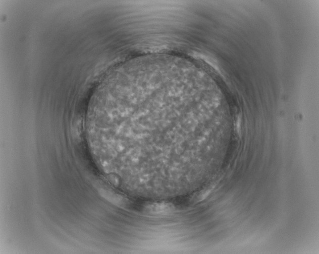 X0000071330503200607212010