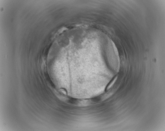 X0000071330527200607212010