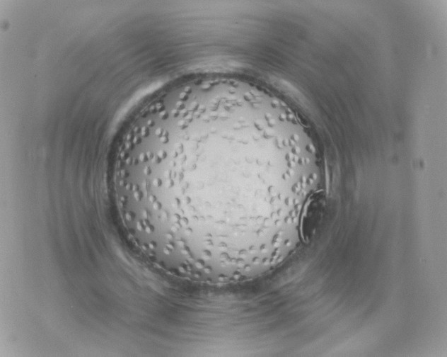 X0000071330531200607212009