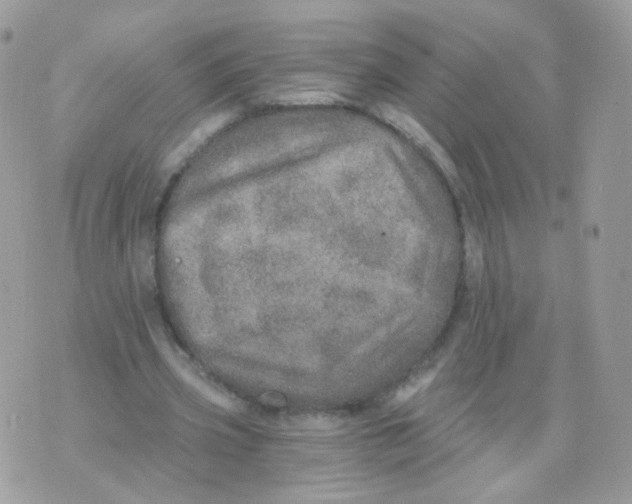 X0000071330533200607212009