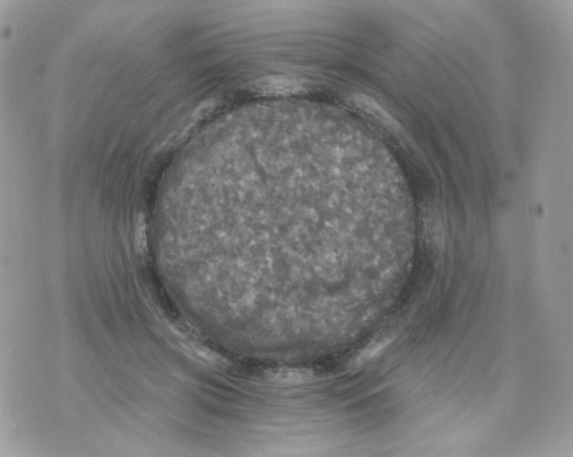 X0000071330549200607212010