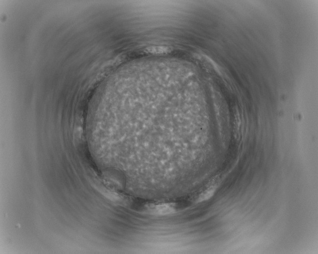 X0000071330553200607212010