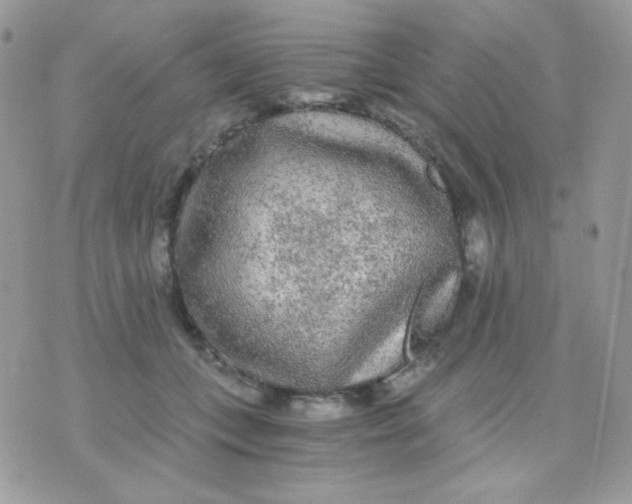 X0000071330559200607212010