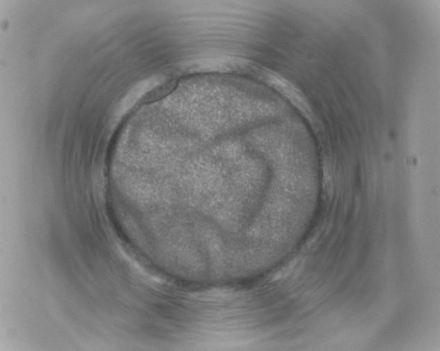 X0000071330578200607212009