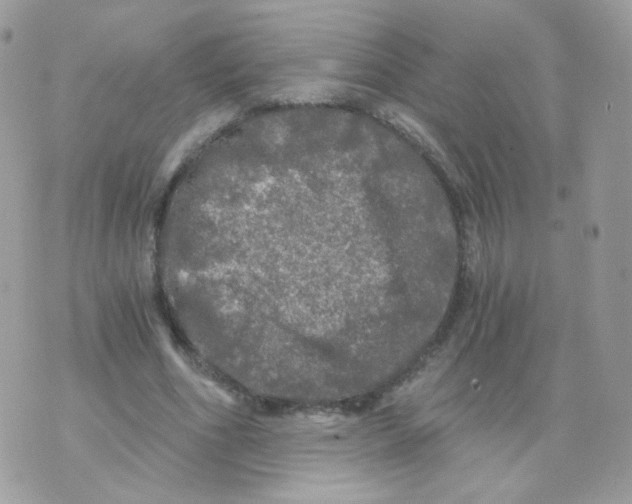 X0000071330586200607212009