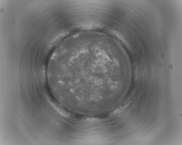 X0000071330590200607212009