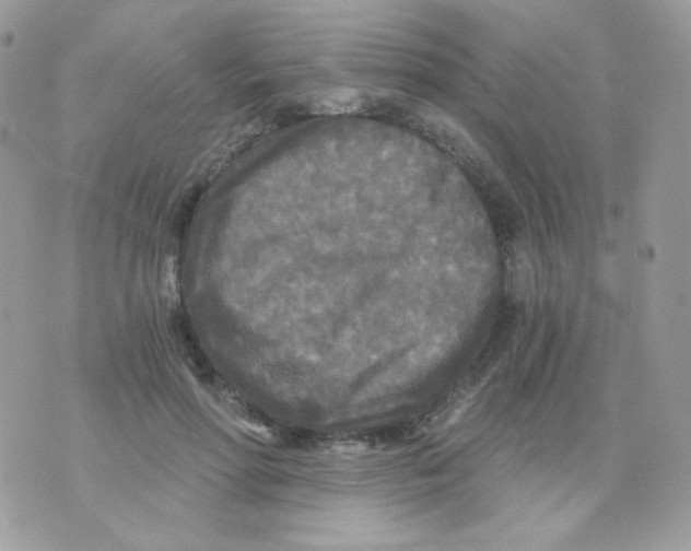 X0000071330598200607212009